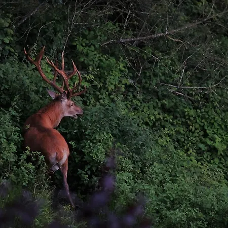 Rursee-panorama * Simmerath