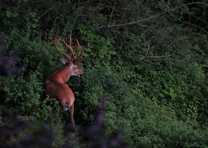 Rursee-panorama * Simmerath